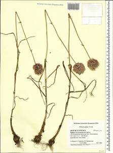 Лук круглый L., Крым (KRYM) (Россия)