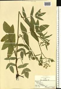 Поручейник сахарный L., Восточная Европа, Центральный лесостепной район (E6) (Россия)