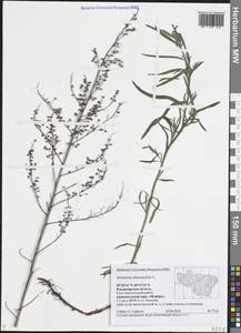 Полынь эстрагон L., Восточная Европа, Центральный район (E4) (Россия)