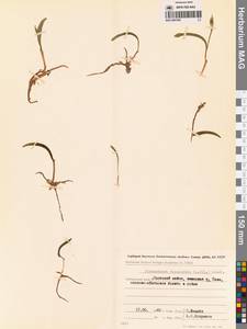 Любка комарниковая (L.f.) Lindl., Сибирь, Дальний Восток (S6) (Россия)