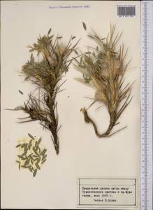 Астрагал, Средняя Азия и Казахстан, Памир и Памиро-Алай (M2) (Таджикистан)