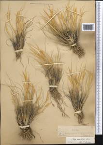 Ковыль восточный Trin., Средняя Азия и Казахстан, Муюнкумы, Прибалхашье и Бетпак-Дала (M9) (Казахстан)