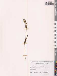 Любка комарниковая (L.f.) Lindl., Сибирь, Чукотка и Камчатка (S7) (Россия)