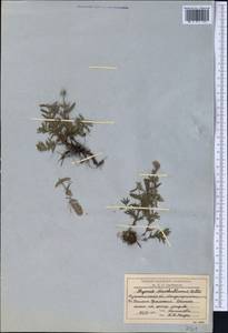 Thymus pannonicus All., Средняя Азия и Казахстан, Северный и Центральный Казахстан (M10) (Казахстан)