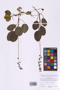 Грушанка малая L., Восточная Европа, Московская область и Москва (E4a) (Россия)