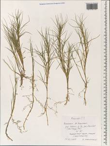 Poaceae, Зарубежная Азия (ASIA) (Вьетнам)