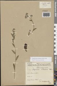 Незабудка азиатская (Vestergr. ex Hultén) Schischk. & Serg., Восточная Европа, Северный район (E1) (Россия)