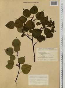 Береза пушистая Ehrh., Сибирь, Западная Сибирь (S1) (Россия)