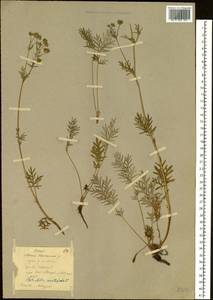 Лапчатка многонадрезанная, Лапчатка многонадрезная L., Сибирь, Якутия (S5) (Россия)