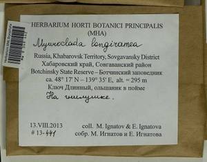 Myuroclada longiramea (Müll. Hal.) Min Li, Y.F. Wang, Ignatov & Huttunen, Гербарий мохообразных, Мхи - Дальний Восток (без Чукотки и Камчатки) (B20) (Россия)