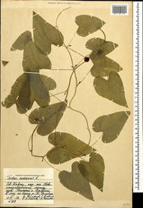 Диоскорея обыкновенная, Тамус обыкновенный (L.) Caddick & Wilkin, Кавказ, Ставропольский край, Карачаево-Черкесия, Кабардино-Балкария (K1b) (Россия)