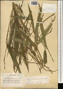 Pseudosasa japonica (Siebold & Zucc. ex Steud.) Makino, Зарубежная Азия (ASIA) (Япония)