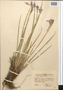 Ожика бледная Sw., Средняя Азия и Казахстан, Муюнкумы, Прибалхашье и Бетпак-Дала (M9) (Казахстан)