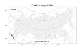 Fraxinus angustifolia, Ясень узколистный Vahl, Атлас флоры России (FLORUS) (Россия)