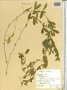 Чина клубненосная L., Восточная Европа, Центральный район (E4) (Россия)