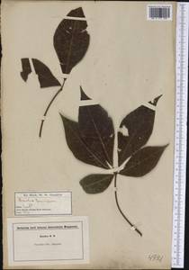 Aesculus parviflora Walter, Америка (AMER) (США)