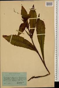 Lactuca quercina subsp. quercina, Кавказ, Ставропольский край, Карачаево-Черкесия, Кабардино-Балкария (K1b) (Россия)