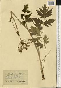 Heracleum sphondylium subsp. sibiricum (L.) Simonk., Восточная Европа, Северный район (E1) (Россия)