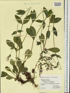 Silene dioica subsp. dioica, Восточная Европа, Западный район (E3) (Россия)
