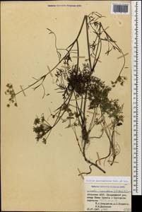 Selinum pauciradiatum (Sommier & Levier) Leute, Кавказ, Абхазия (K4a) (Абхазия)