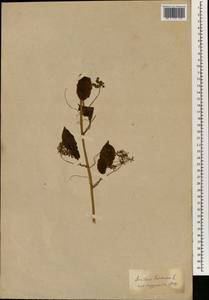 Smilax herbacea L., Зарубежная Азия (ASIA) (Неизвестно)