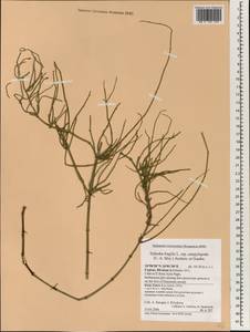 Ephedra foeminea Forssk., Зарубежная Азия (ASIA) (Кипр)