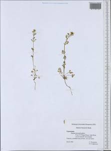 Adonis aestivalis subsp. aestivalis, Средняя Азия и Казахстан, Копетдаг, Бадхыз, Малый и Большой Балхан (M1) (Туркмения)