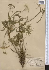 Cenolophium fischeri (Spreng.) W.D.J.Koch, Средняя Азия и Казахстан, Северный и Центральный Казахстан (M10) (Казахстан)