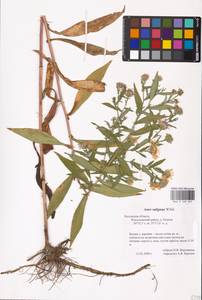 Symphyotrichum ×salignum (Willd.) G. L. Nesom, Восточная Европа, Центральный район (E4) (Россия)