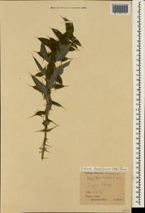 Lophiolepis laniflora (M. Bieb.) Del Guacchio, Bures, Iamonico & P. Caputo, Крым (KRYM) (Россия)