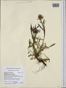Centaurea nervosa Willd., Западная Европа (EUR) (Болгария)