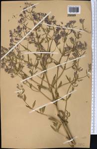 Котовник украинский L., Средняя Азия и Казахстан, Западный Тянь-Шань и Каратау (M3)