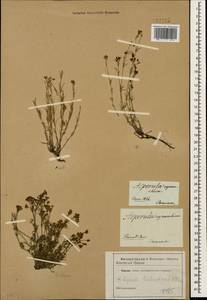 Cynanchica biebersteinii (V.I.Krecz.) P.Caputo & Del Guacchio, Кавказ (без точных местонахождений) (K0)