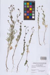 Delphinium consolida subsp. consolida, Восточная Европа, Нижневолжский район (E9) (Россия)