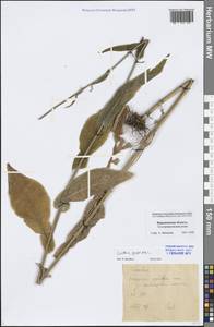 Латук дубравный L., Восточная Европа, Центральный лесостепной район (E6) (Россия)