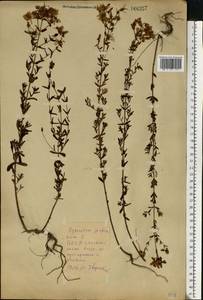 Зверобой продырявленный L., Восточная Европа, Белоруссия (E3a) (Белоруссия)