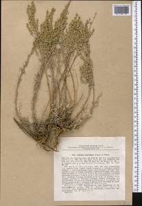 Полынь тяньшанская (Krasch. ex Poljak.) Y.R. Ling, Средняя Азия и Казахстан, Северный и Центральный Тянь-Шань (M4) (Казахстан)