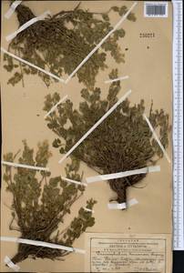 Змееголовник Комарова Lipsky, Средняя Азия и Казахстан, Западный Тянь-Шань и Каратау (M3) (Казахстан)