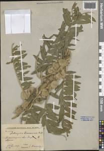 Астрагал Сиверса Pall., Средняя Азия и Казахстан, Западный Тянь-Шань и Каратау (M3) (Узбекистан)