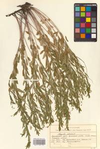 Истод сибирский L., Сибирь, Дальний Восток (S6) (Россия)