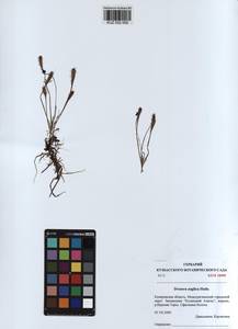 KUZ 002 000, Drosera ×anglica Huds., Сибирь, Алтай и Саяны (S2) (Россия)