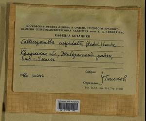 Calliergonella cuspidata (Hedw.) Loeske, Гербарий мохообразных, Мхи - Центральное Нечерноземье (B6) (Россия)