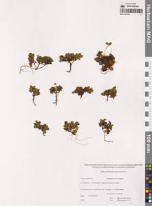 Ива жилколистная Andersson, Сибирь, Чукотка и Камчатка (S7) (Россия)