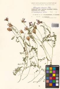 Астрагал пашенный Douglas ex G.Don, Сибирь, Дальний Восток (S6) (Россия)