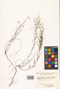 Истод узколистный Willd., Сибирь, Дальний Восток (S6) (Россия)