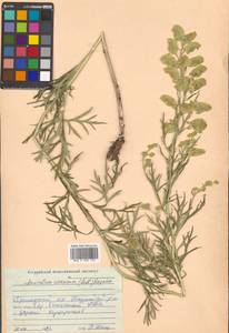 Борец корейский (H.Lév.) Rapaics, Сибирь, Дальний Восток (S6) (Россия)