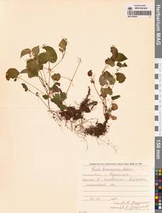 Фиалка Кусано Makino, Сибирь, Дальний Восток (S6) (Россия)