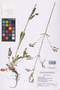 Смолевка поникшая L., Восточная Европа, Центральный лесостепной район (E6) (Россия)