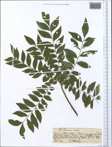 Clausena anisata (Willd.) Hook. fil., Африка (AFR) (Эфиопия)