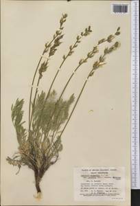 Oxytropis campestris var. gracilis (A.Nelson)Barneby, Америка (AMER) (Канада)
